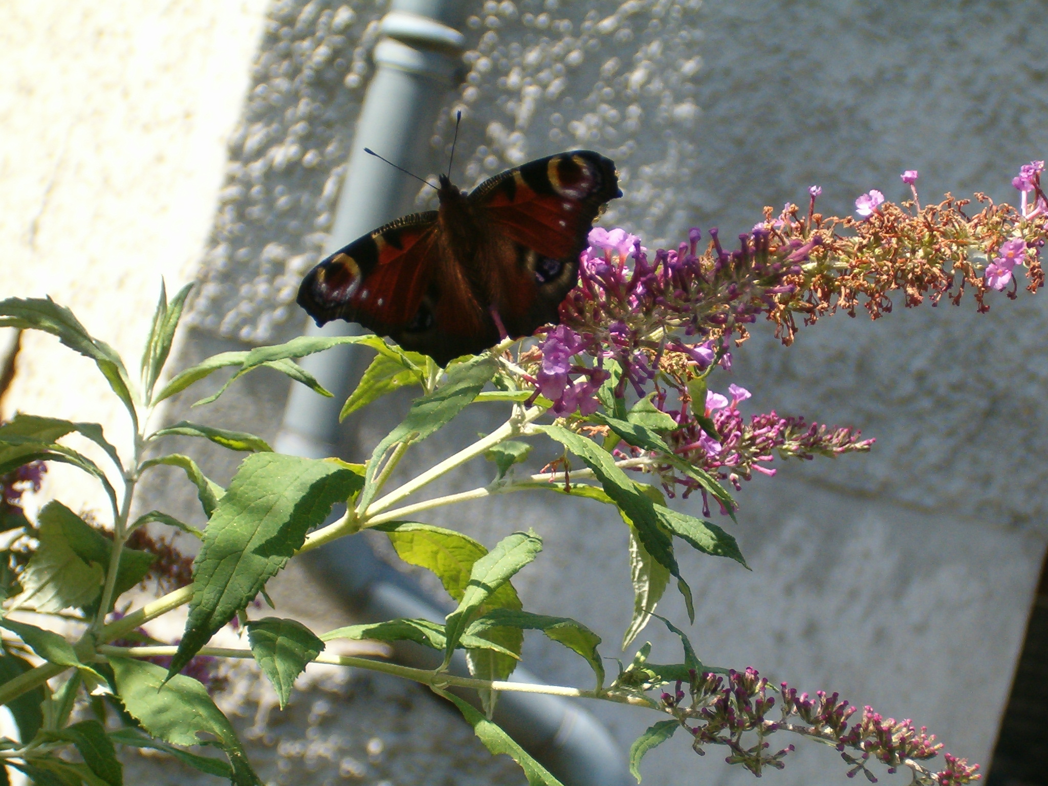 papillon rouge.JPG